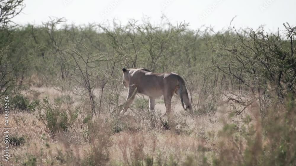 lioness walks through the bush slow motion lioness walks through the bush slow motion