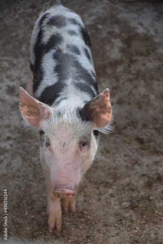 pig in its habitat criação de porco © Jose