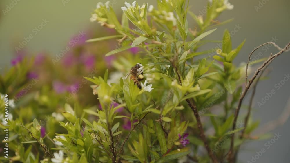 A bee collecting some polen from flowers A bee collecting some polen from flowers