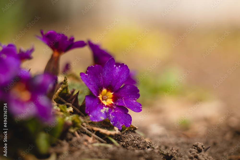 Spring flower. Purple primrose or primula in a garden on a blurred background. Spring flower. Purple primrose or primula in a garden on a blurred background.