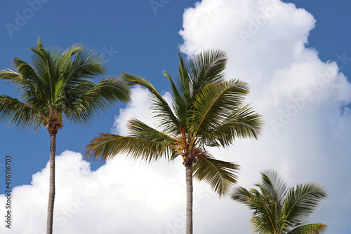 Coconut palm trees against the blue sky and white clouds. Background for holidays on tropical beach