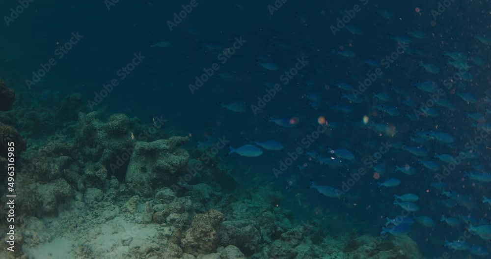 School of fish swim underwater at twilight and suddenly escape. Coral reef in Maldives School of fish swim underwater at twilight and suddenly escape. Coral reef in Maldives