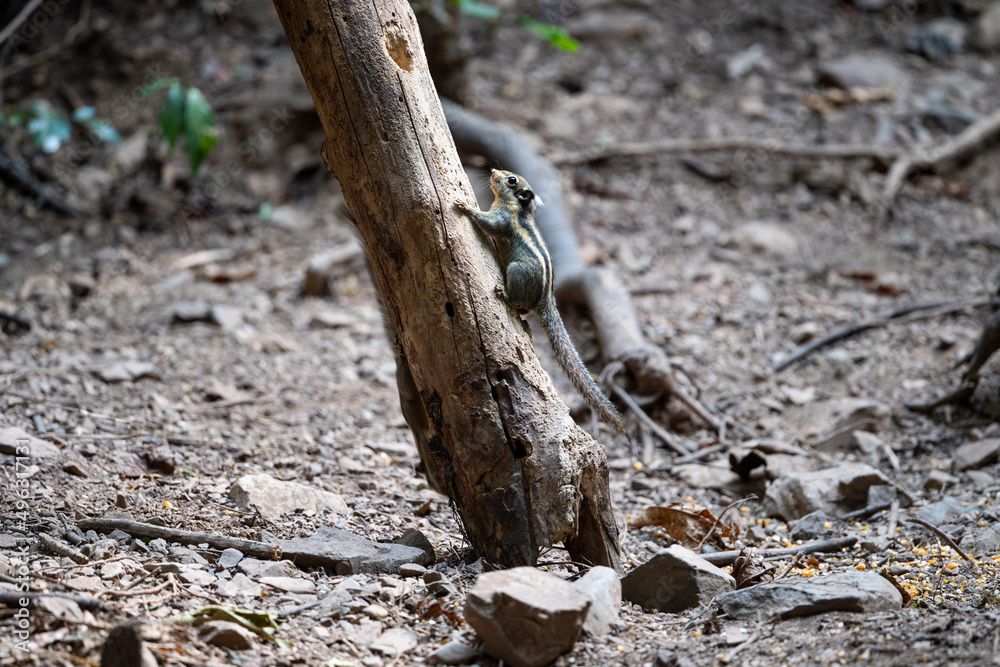 Himalayan striped squirrel Himalayan striped squirrel