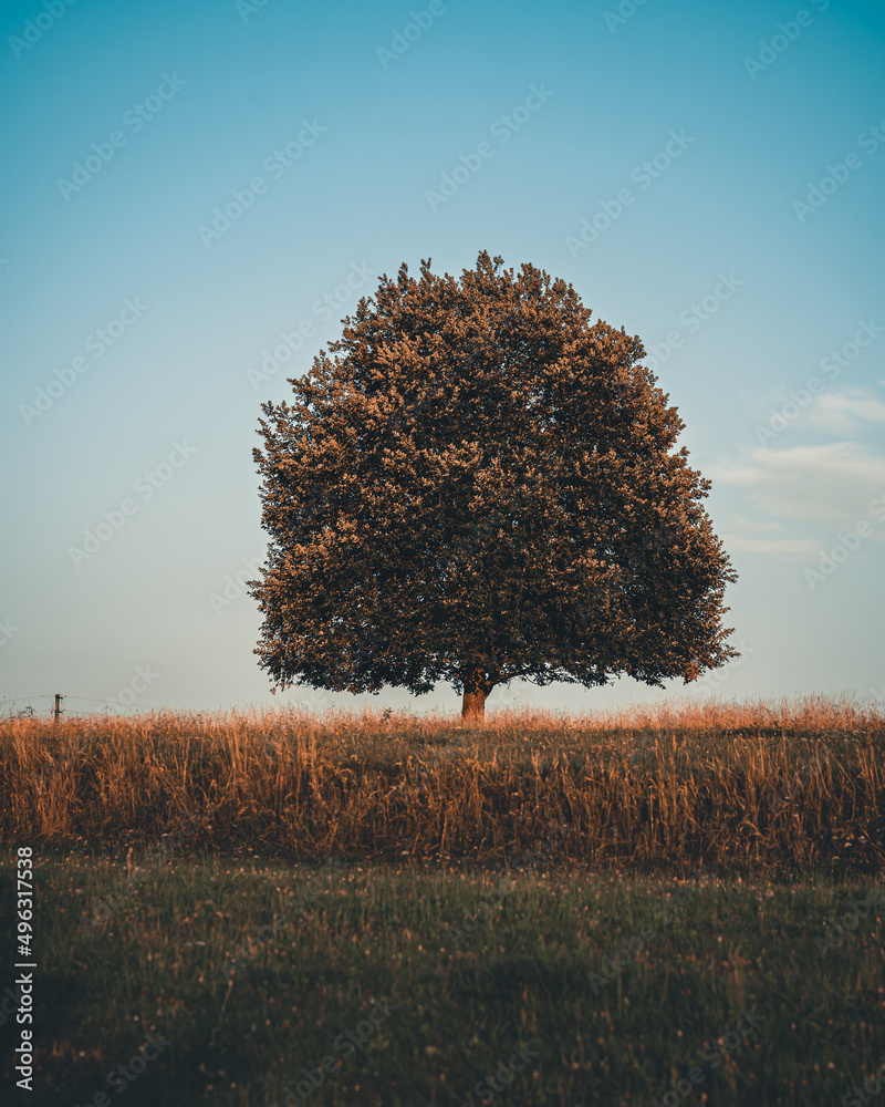 Obraz premium soliter tree on a meadow on a sunny day, relax and energy