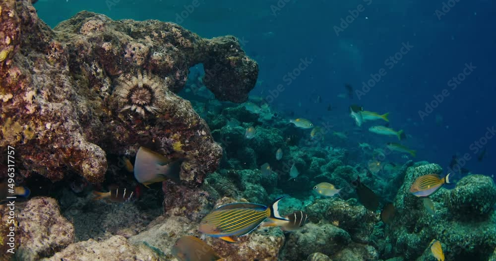School of fish swim underwater at twilight. Coral reef in Maldives School of fish swim underwater at twilight. Coral reef in Maldives