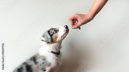 Puppy learning to obey. Dog training. Owner giving prize to dog. Isolated background. Border collie blue merle