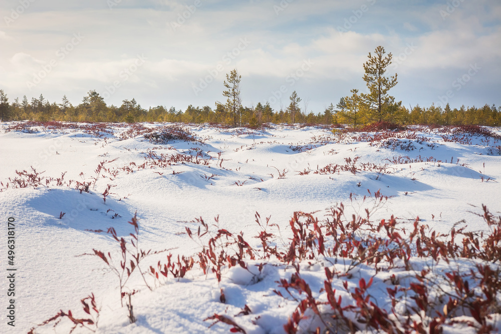 Winter snowy landscape. Sunny day in field of last year's grass covered snow, surrounded young forest.