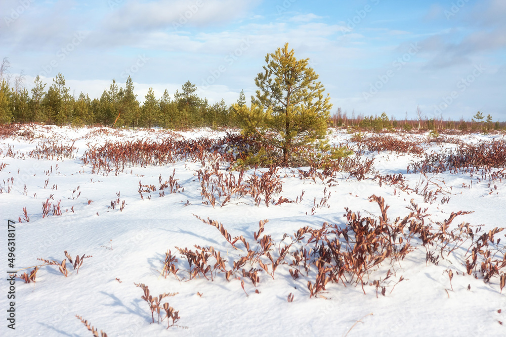 Frosty sunny day in snowy field surrounded of young pine forest. Winter landscape of coniferous forest and field.