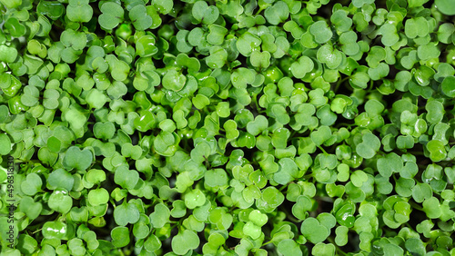Rucola sprouts are green. Green natural background texture. Organic Superfood. Close-up top view. Empty space.