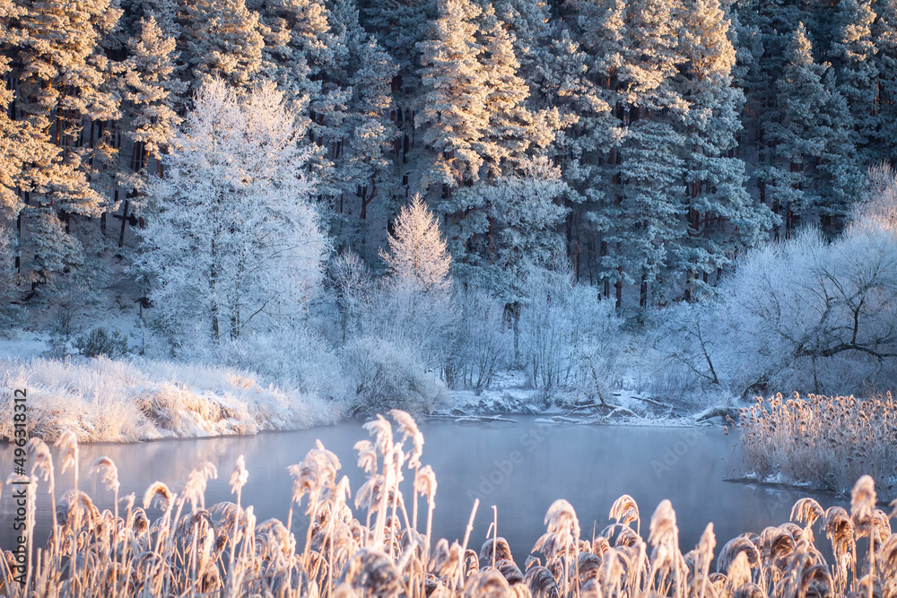 Winter morning in the forest. Sunrays on snowy tops of trees. Small lake surrounded forest.
