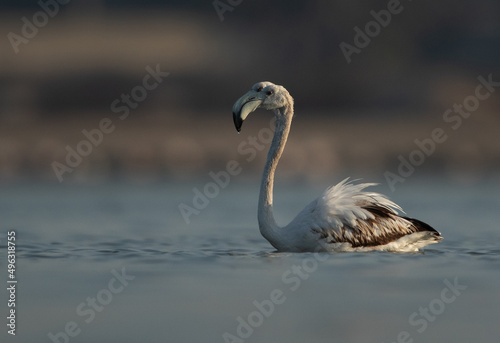 A pair of Greater Flamingos in the morning at Eker creek  Bahrain