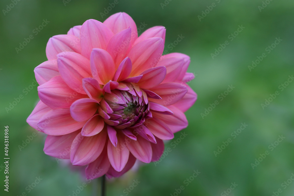 Fototapeta premium Beautiful pink Dahlia fresh flower blossoming in the garden. Gardening, perennial flowers. Greetings, postcard. Beautiful pink Dahlia flower close up photo at nature with a green background. Summer