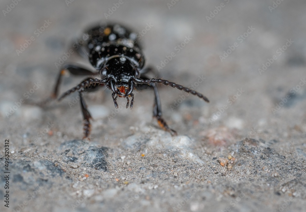 Obraz premium macro of a bug 