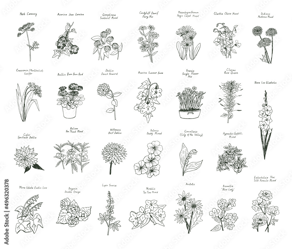 Garden summer flowers illustrations vector set - obrazy, fototapety, plakaty 
