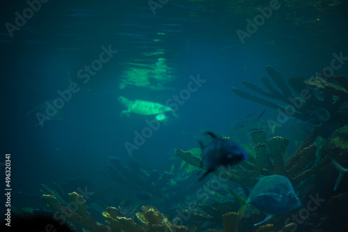 sea turtle at the surface of the sea water inhales the air © Alevtina