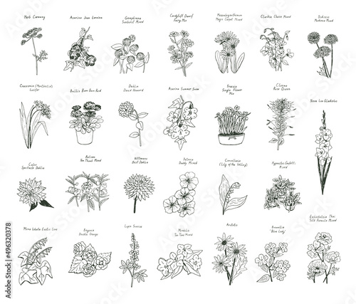 Fotografiet Garden summer flowers illustrations vector set