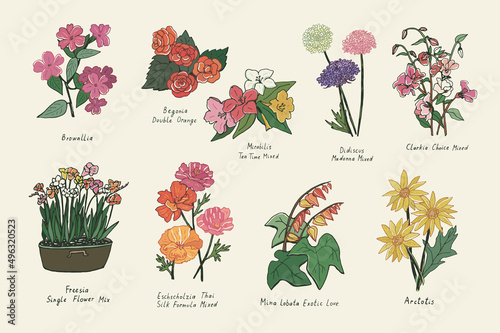 Garden summer flowers illustrations vector set