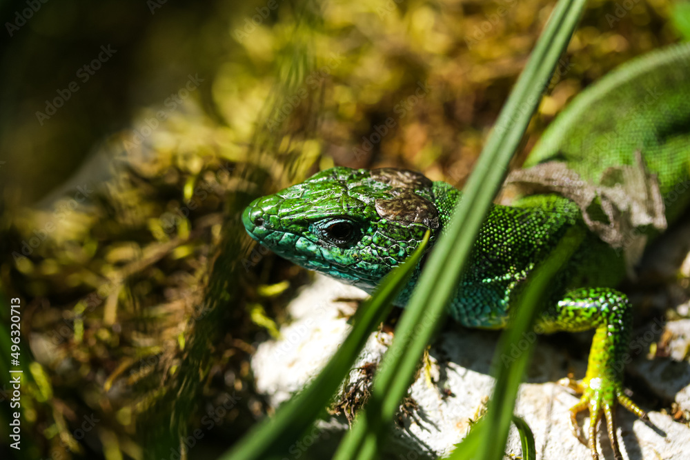 European green lizard, Lacerta viridis, close up view on the ground. Reptile species photography. European green lizard, Lacerta viridis, close up view on the ground. Reptile species photography.