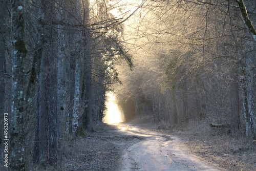 Wycieczka do lasu Puszczy Białowieskiej