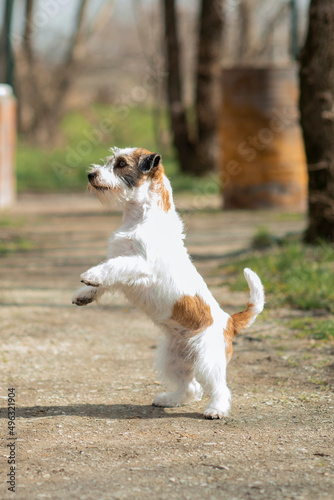 dog puppy jack russell terrier jumps for a walk, shows tricks. The circus. Celebration