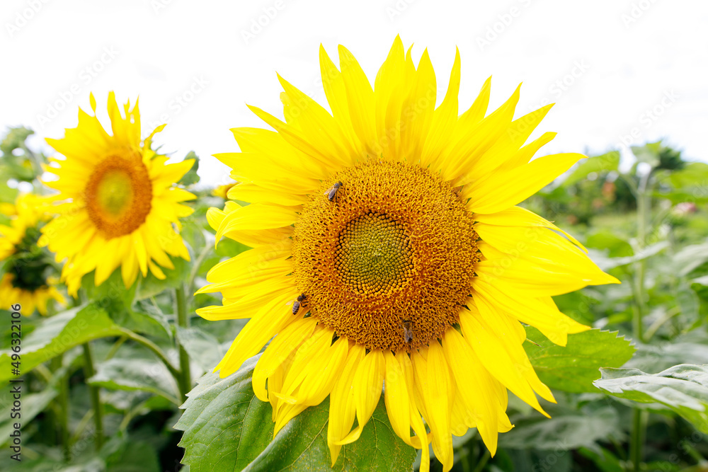 Sunflowers garden. Sunflowers have abundant health benefits. Sunflower oil improves skin health and promote cell regeneration. Sunflowers garden. Sunflowers have abundant health benefits. Sunflower oil improves skin health and promote cell regeneration.