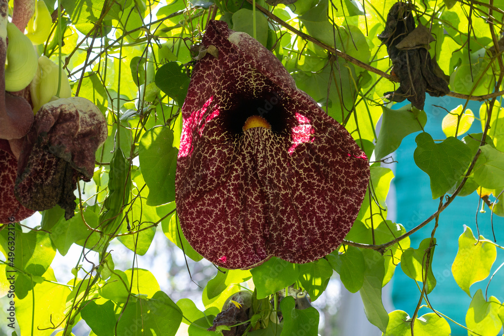 Purple flower of Brazillian Dutchman's Pipe, Duck Flower, Giant Pelican  Flower or Aristolochia gigantea Mart bloom with sunlight in the garden  isolated on white background included clipping path. Photos