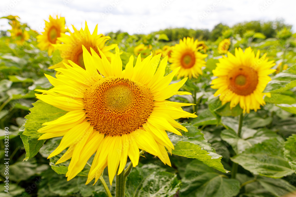 Sunflowers garden. Sunflowers have abundant health benefits. Sunflower oil improves skin health and promote cell regeneration.