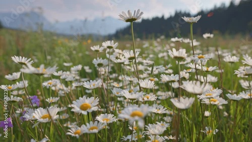 Alpine meadow with white and yellow daisies flowers. Camera moves through field flowers swaying on the wind. Summer mountain background