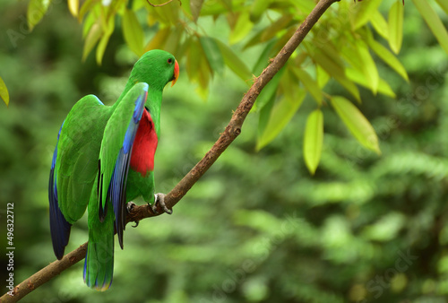 Bird perching on branch. The eclectus parrot, Eclectus roratus is a parrot native to Indonesia, locally known as Nuri Bayan