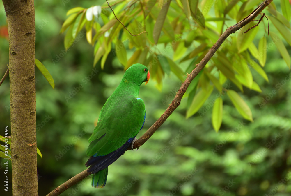 Bird perching on branch. The eclectus parrot, Eclectus roratus is a parrot native to Indonesia, locally known as Nuri Bayan