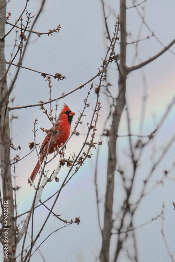 Male cardinal perched in a tree with a rainbow in the sky Male cardinal perched in a tree with a rainbow in the sky