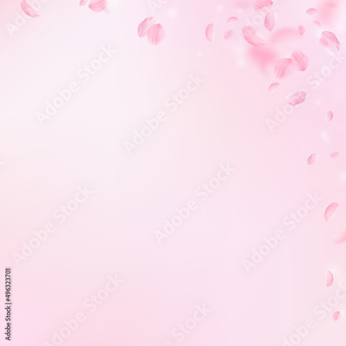 Sakura petals falling down. Romantic pink flowers corner. Flying petals on pink square background. Love, romance concept. Surprising wedding invitation.