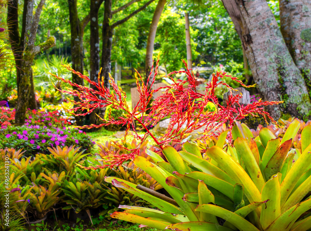 Bromeliad garden in Mae Fah Luang Flower Garden In Doi Tung Chiangrai Thailand Bromeliad garden in Mae Fah Luang Flower Garden In Doi Tung Chiangrai Thailand