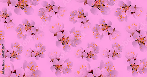 Pattern fresh spring flowers of apricot tree on a pink background.
