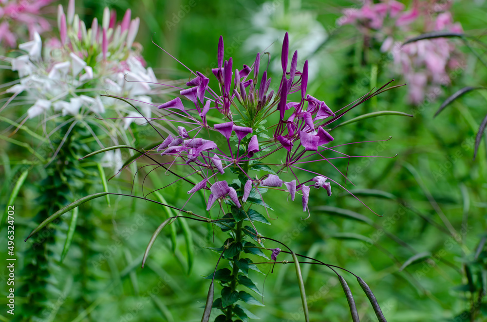 People Cleome spinosa wiht green blurred background. People Cleome spinosa wiht green blurred background.