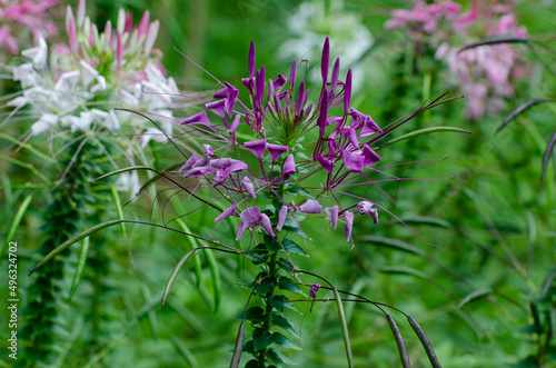 People Cleome spinosa wiht green blurred background. 