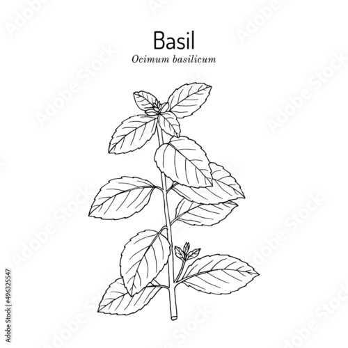 Thai or sweet basil, Ocimum basilicum, culinary, medicinal and aromatic herb.