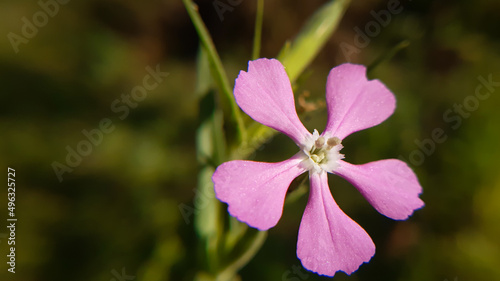 pink orchid flower