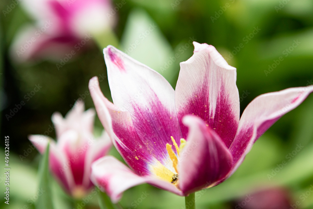 Purple flowers tulips in the garden Purple flowers tulips in the garden