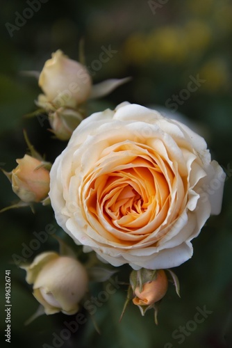 Yellow rose in garden