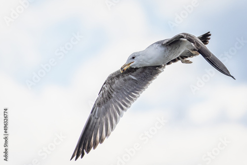 Close up of large seagull hovering in the sky with beak ajar