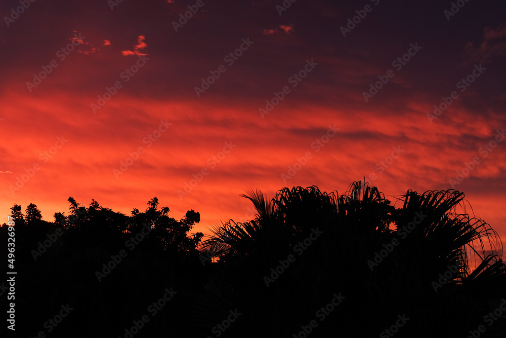 A stunning fire red and pin hue cloudy sky with silhouetted trees at sunset on the tropical island of Bougainville, Papua New Guinea  