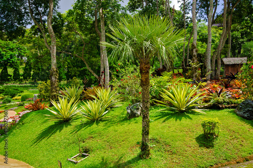 Tropic trees and flowers in Mae Fah Luang Flower Garden In Doi Tung Chiangrai Thailand.	 photo