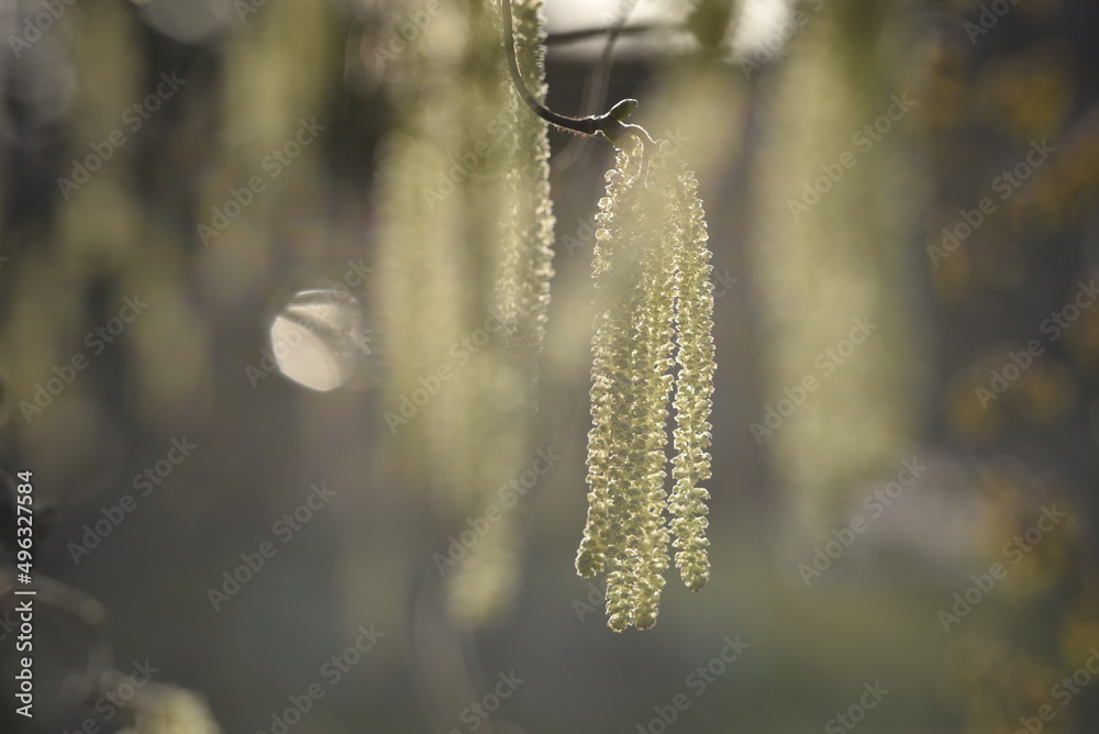 Catkins of a corkscrew hazel against the light 