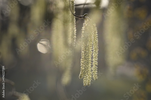 Catkins of a corkscrew hazel against the light 