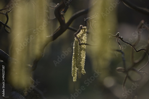 Catkins of a corkscrew hazel against the light 