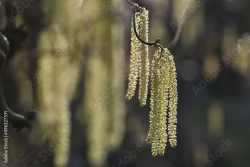 Catkins of a corkscrew hazel against the light 