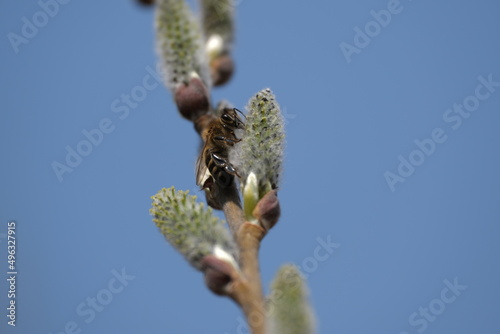 Bee on a catkin close up, bee on a willow tree, blooming pussy willow