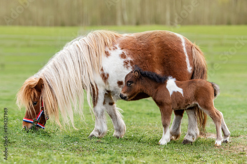 Obraz na płótnie Shetland pony mare with a foal w salonie