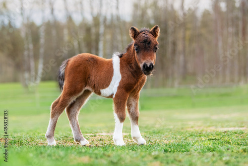 Foto Little shetland breed pony foal in spring